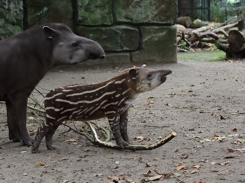Maleise tapir